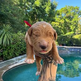Boy 2 - Apricot male Goldendoodle puppy in La Verne, California from Marshall Goldendoodles