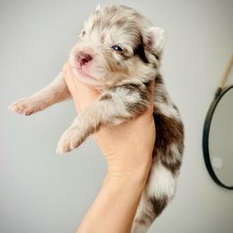 Bali (Pet Only Contract) - Merle male Pomsky puppy in Greenville, South Carolina from Thicketty Mountain Pomskies