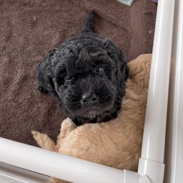 Goldendoodle Puppies from Doodlebloom Farm