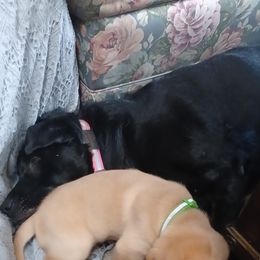 Labrador Retriever Puppies from Rocky Point Labradors