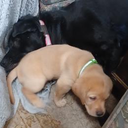 Labrador Retriever Puppies from Rocky Point Labradors