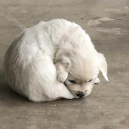 Golden Retriever Puppies from Dream Goldens
