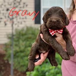 Gravy - Chocolate male Goldendoodle puppy in Mocksville, North Carolina from Little Bear Doodles