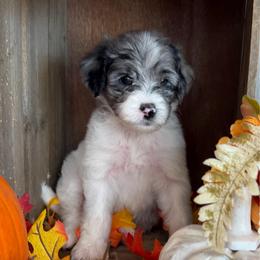 Nutmeg - Grey and white female Bernedoodle puppy in Gilbert, Arizona from The Berne Barn... it’s a Doodle thing!