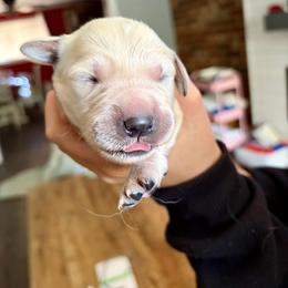 Sunny (Brown) - Light golden male Golden Retriever puppy in Jacksonville, Florida from River City Golden Retrievers