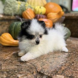Delilah - Black parti female Pomeranian puppy in California from Savvypomeranians