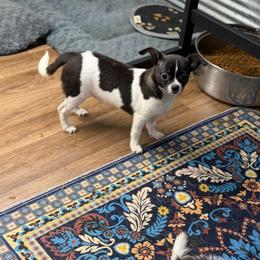 Remi - Black and white female Chihuahua puppy in Palmyra, Indiana from Country Star Chihuahuas