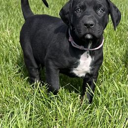 Teacher - Black female Catahoula Leopard Dog puppy in Forbes, Minnesota from North Country Catahoulas