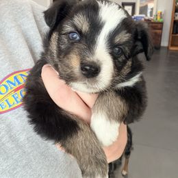 Girl 3 - Black tri female Miniature Australian Shepherd puppy in Arcadia, Indiana from Sunset Cowgirl Mini Aussies