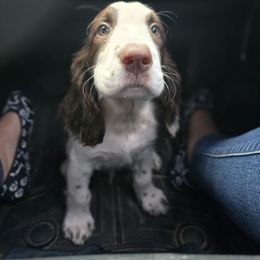 Boykin Spaniel and English Springer Spaniel Puppies from 31 Pines Springers & Retrievers