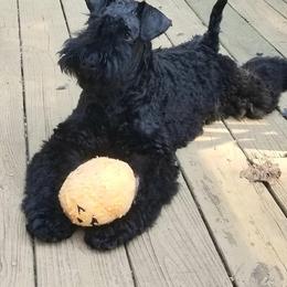 Kerry Blue Terrier and Soft Coated Wheaten Terrier Puppies from Cross the Rubicon