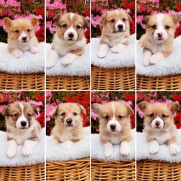 Pembroke Welsh Corgi Puppies from Whimsical Treasure Corgis