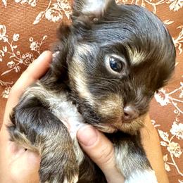 Girl - Chocolate female Havanese puppy in Arizona from HavaDoggie