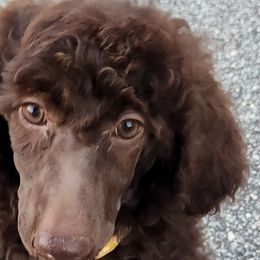 Girl 3 - Poodle puppy from Taya's Pups