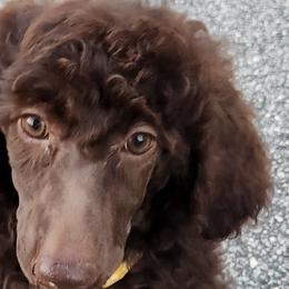 Girl 3 - Poodle puppy from Taya's Pups