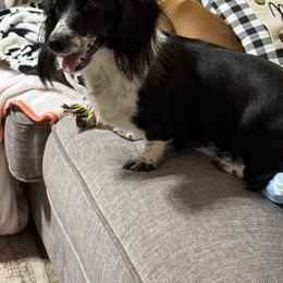 Primrose - Black female Dachshund puppy in Athens, Alabama from 4 Moore Ranch