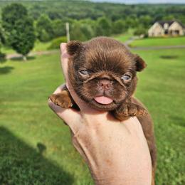 Choc Tan girl - Brown female Brussels Griffon puppy in Huntsville, Alabama from Tammy's Brussels