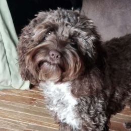 Sophie - Cockapoo