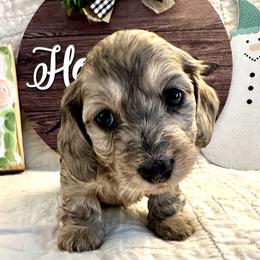 Q-tip - Cream female Dachshund puppy in Hensley, Arkansas from The Dachshund Barn
