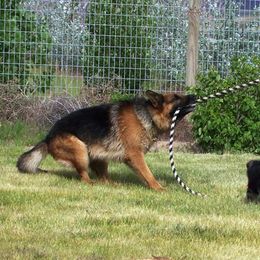 German Shepherd All Grown Up from Vom Harmon Haus German Shepherds