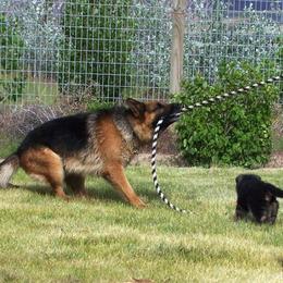 German Shepherd All Grown Up from Vom Harmon Haus German Shepherds