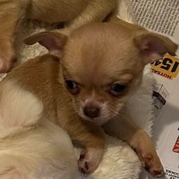 Cooper - Chocolate male Chihuahua puppy in Hampton, Virginia from Chilove Chihuahuas