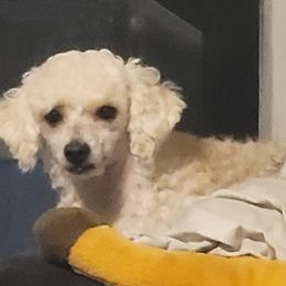 Poodles and Yorkipoos from Sweet Carolina Pups