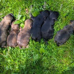 Fiona - Black and tan brindle female Havanese puppy in Zanesville, Ohio from Charlotte Landry
