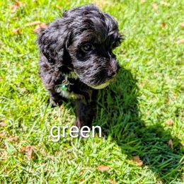 Green collar - Black and white male Assorted Doodle Crosses puppy in Mt Pleasant, Texas from Hippdoodranch