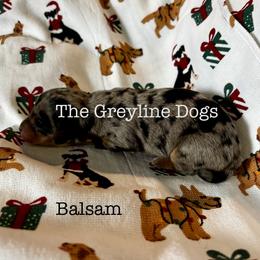 Balsam - Dapple male Dachshund puppy in Overbrook, Kansas from The Greyline Dogs