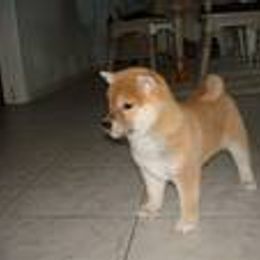 Shiba Inu Puppies from Little City Shibas