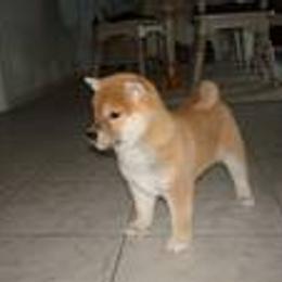 Shiba Inu Puppies from Little City Shibas