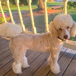 Willow - Poodle