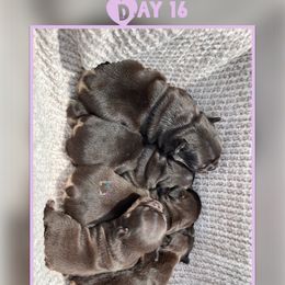 French Bulldog Puppies from Briyana Leighs Litters LLC