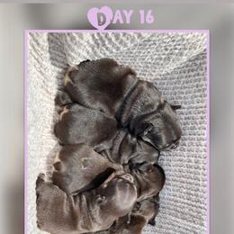 French Bulldog Puppies from Briyana Leighs Litters LLC