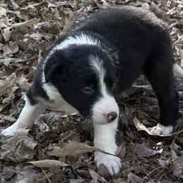 Sage - Black and white female Border Collie puppy in Paris, Texas from Broadmoor Farm