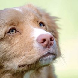 Nova Scotia Duck Tolling Retrievers from Terracotta Tollers