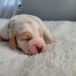 Cooper - Apricot male Assorted Doodle Crosses puppy in Blackfoot, Idaho from Lucky Pup Meadows