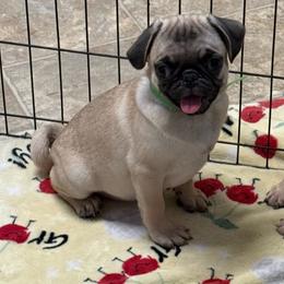 Green - Fawn male Pug puppy in Ludowici, Georgia from Royal Destiny Kennels