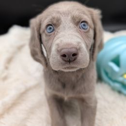 Girl 1 - female Long Haired Weimaraner puppy in Evart, Michigan from Drehbar Weimaraners