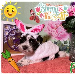 Miniature Schnauzer Puppies from Amaya Lara Schnauzers