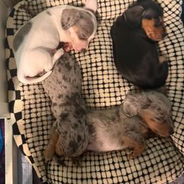 Dachshund puppies from Seven Hills Arkansas
