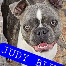 Judy blue - Boston Terrier