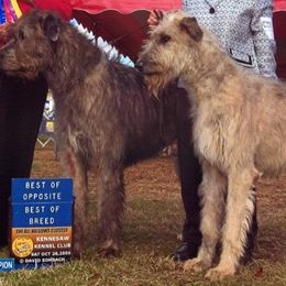 Irish Wolfhound All Grown Up from Cu Caiseal Irish Wolfhounds