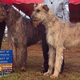 Irish Wolfhound All Grown Up from Cu Caiseal Irish Wolfhounds