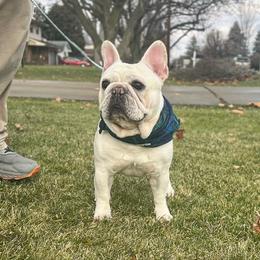 Gouda - French Bulldog