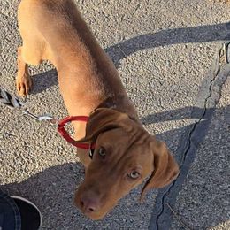 Green Boy - Vizsla puppy from Woodbine Vizslas and German Shorthaired Pointers