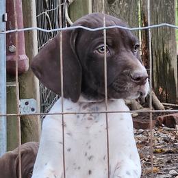 CJ - White and liver German Shorthaired Pointer puppy in Bartlett, Tennessee from Pickett's Pride