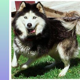 Zeus  - Siberian Husky