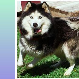 Zeus  - Siberian Husky